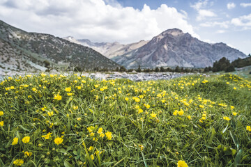 A clearing in the mountains of ranunculus flowers and green grass vegetation against the backdrop of rocky peaks in the Fan Mountains in Tajikistan