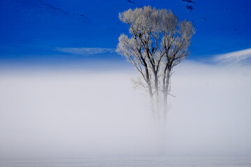 Winter Valley Fog or Steam with Frosty Tree in Golden Light Bald Eagle Wildlife