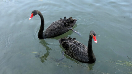 Black swans swimming on a pond