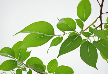 Fototapeta na wymiar Green 3d branches leaves isolated on white
