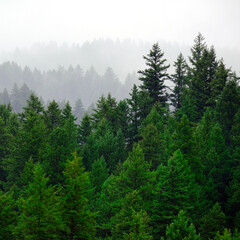 Fototapeta na wymiar Rainy Lush Green Pine Tree Forest Forrest in Wilderness Mountains