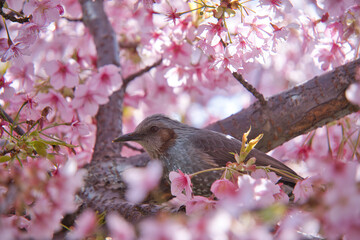 春の風景　ヒヨドリと桜