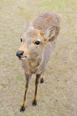 Naklejka na ściany i meble NARA, JAPAN - MARCH 12: Wild deer on March 12, 2024 in Nara, Japan. Nara is a major tourism destination in Japan - former capita city and currently UNESCO World Heritage Site.