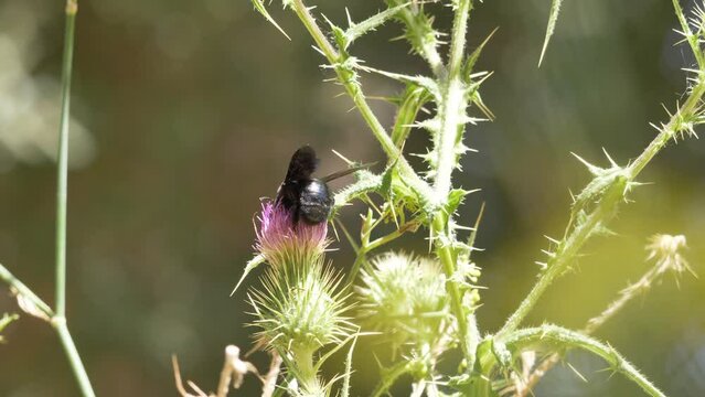 4k cámara lenta, abejorro negro en flor de cardo, se va volando, primavera, polinizador