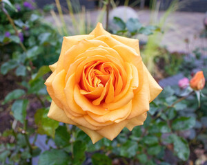 Perfect orange, yellow rose in full bloom set centrally in the image against a natural, garden, bokeh, green background. Taken in natural light in a garden.