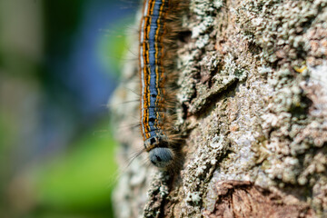 Caterpillar seen in a fruit tree, possibly the lackey moth, malacosoma neustria, lepidoptera