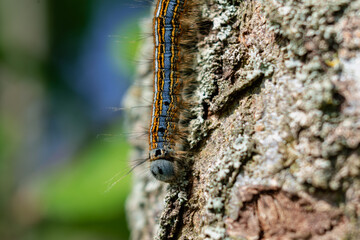 Caterpillar seen in a fruit tree, possibly the lackey moth, malacosoma neustria, lepidoptera