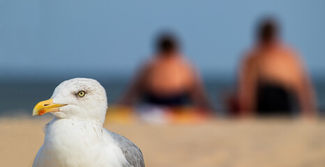 Menschen müssen sich den Strand mit der Möwe teilen. Sie war zuerst hier.