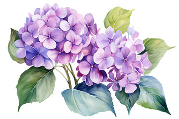 watercolor painting realistic Purple hydrangea flowers, branches and leaves on white background. Clipping path included.