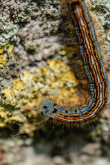 Caterpillar seen in a fruit tree, possibly the lackey moth, malacosoma neustria, lepidoptera