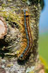 Caterpillar seen in a fruit tree, possibly the lackey moth, malacosoma neustria, lepidoptera