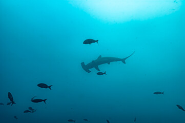Obraz na płótnie Canvas Silhouette of Hammerhead Shark in Open Water