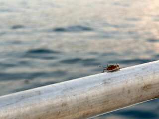 ladybird on the sea