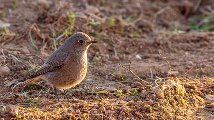 Junger Hausrotschanz (Phoenicurus ochruros) sucht nach Futter