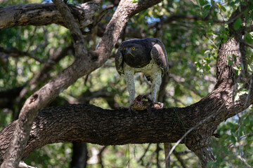 Aigle martial, Polemaetus bellicosus, Martial Eagle, Varan du Nil, Varanus niloticus
