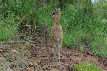 Oréotrague, klipspringer, Oreotragus oreotragus