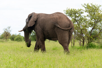 Naklejka na ściany i meble Éléphant d'Afrique, jeune, Loxodonta africana, Parc national Kruger, Afrique du Sud