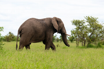 Éléphant d'Afrique, jeune, Loxodonta africana, Parc national Kruger, Afrique du Sud
