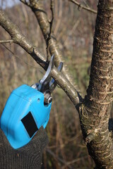 Pruning trees with electric pruning shears branch cutter automatic with battery to easyprune branches of trees. Gardening electric tool equipment.