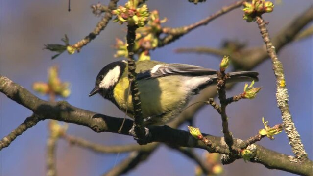 great tit on a branch with blossoms in spring