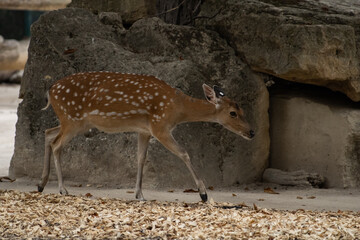 deer in the zoo