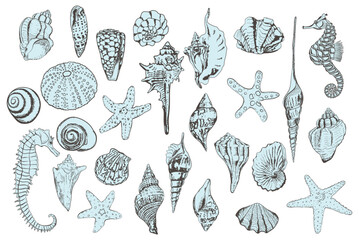 Set of sea shells. Modern creative line art graphics.  Vector illustration. - 757343272