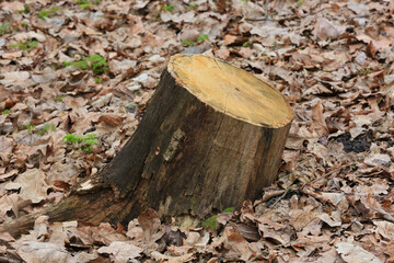 old wooden stump - 757345603