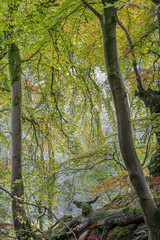 Autumnal Beech Trees in Llangynidr, Wales