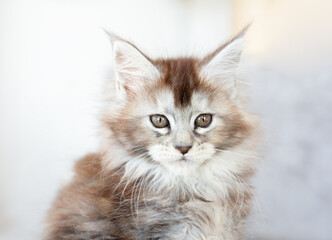 Maine Coon kitten on a white background
