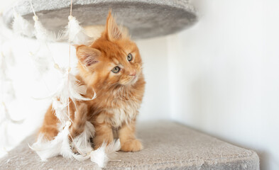 Small fluffy red Maine Coon kitten sitting on a brown carpet