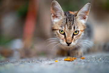 Homeless cat eats cat food at the street. - obrazy, fototapety, plakaty