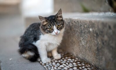 Scared kitten sitting on the street.