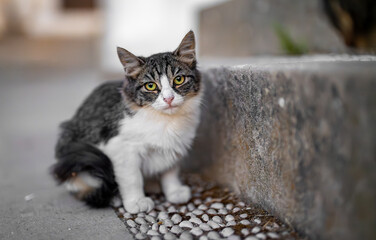 Scared kitten sitting on the street. - 757349493