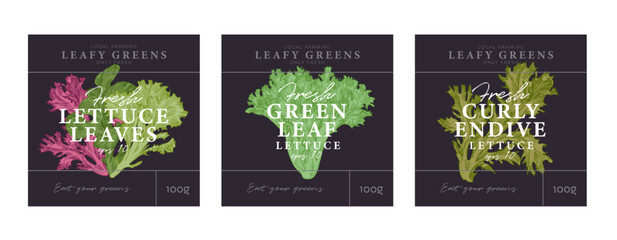 Cabbage and lettuce hand drawn illustrations, modern packaging design, label background templates