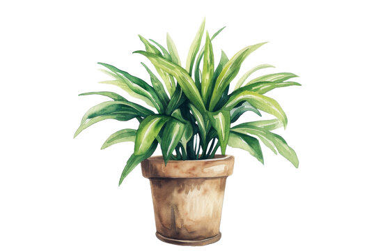 Watercolor of Green houseplant in pot isolated on background, plants in pot for interior decoration in room or outdoor, minimal bouquets floral for mock up.