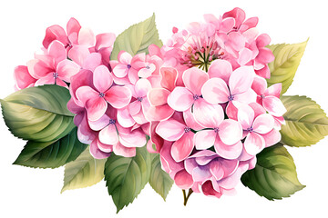 watercolor painting realistic Pink hydrangea flowers, branches and leaves on white background. Clipping path included.