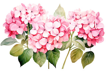 watercolor painting realistic Pink hydrangea flowers, branches and leaves on white background. Clipping path included.