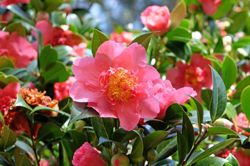 Pink double peony Camellia 'Laura Boscawen' in flower