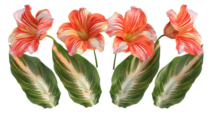 Canna Lily Collection: Vibrant Floral Art in 3D, Isolated on Transparent Background for Graphic Designers and Nature Lovers.