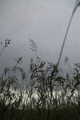 plants in the wind against sky