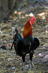 The fighting cock in garden nature farm