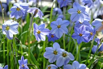 Blue Ipheion uniflorum Jessie, also known as Mexican Star in flower.