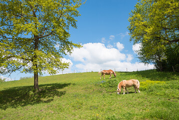 green pasture with two grazing horses and trees with green leaves, rural scenery