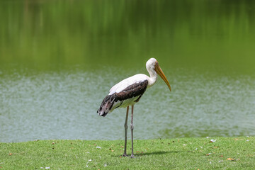 Fototapeta premium The Painted Stork bird (Mycteria leucocephala) in garden