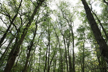 trees in the woods