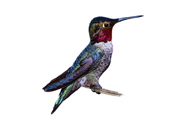 Anna's Hummingbird (Calypte Anna) High Resolution Photo, Perched in an Isolated Transparent PNG...