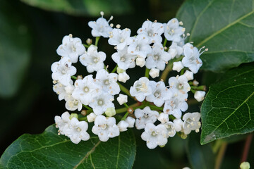 White Viburnum tinus 'Israel' in flower