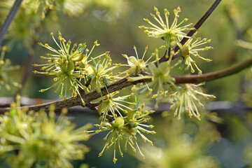 Forestiera acuminata, commonly known as the eastern swamp privet tree.