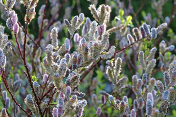 Flowering Catkins of Salix gracilistyla ÔMount AsoÕ, also known as Japanese Pink Pussy Willow.