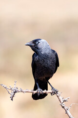Western jackdaw drinking water in a pond.